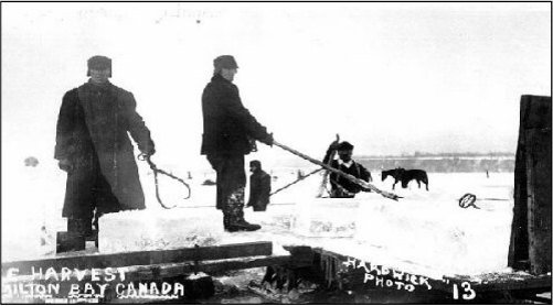 The great ice sheds along the bayfront were filled to capacity during this harvest and you could see sleighs loaded with blocks of ice moving up the streets constantly. The great ice sheds along the bayfront were filled to capacity during this harvest and you could see sleighs loaded with blocks of ice moving up the streets constantly.